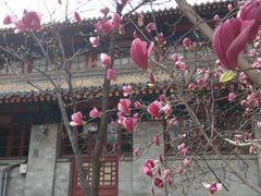 -中央民族大学