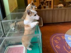 -上海崇明金茂凯悦酒店