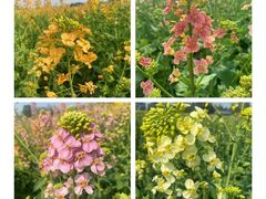 -中国天府农业博览园