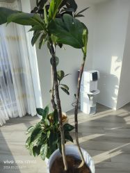 -HEYAN荷妍专业脱毛连锁机构