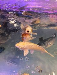 -卡通尼·Safari非洲探索乐园·生日会(金桥国际商业广场店)