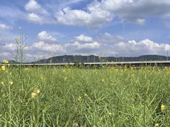 -光明小镇欢乐田园