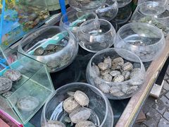 -曲阳花鸟市场(曲阳路店)