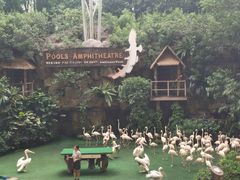 -新加坡飞禽公园
