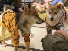 -逗柴咖啡屋·狗咖猫咖宠物桌游