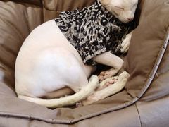 -有猫主题·治愈系猫咖(曾厝垵店)