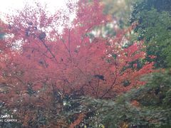 -吴山景区