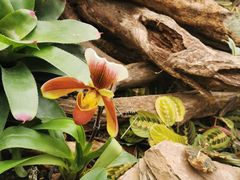 -北京植物园-展览温室