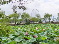 -无锡蠡湖国家湿地公园-蠡园