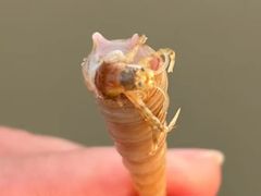 -海南椰子鸡餐厅(三亚湾红树林店)