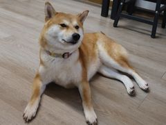 -柴迷FANS CLUB·柴犬狗咖·猫咖
