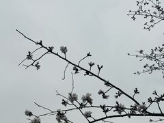 -羊山湖公园