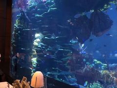 -迪拜帆船酒店海底餐厅