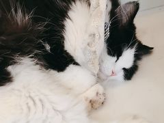 -共舞时光猫咖·狗咖(新街口店)