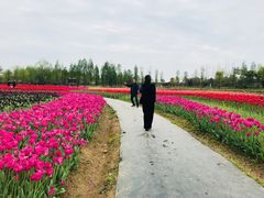 -杭州湾海上花田景区