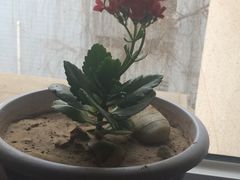 -荷花泰菜(东方新天地店)