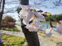-高东镇樱花园