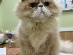 -瑞鹏宠物医院·夜间急症·心超·猫科(祖庙分店)
