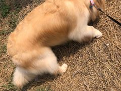 -康旭宠物医院(郑州总院)