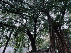 -中国科学院华南植物园