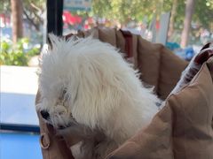 -博特宠物医院24h犬猫全科.骨科·异宠