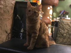 -猫猫幼稚园·撸猫·桌游·电玩