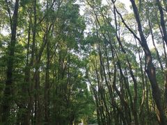-同里国家湿地公园