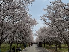 -天王浮山樱花园