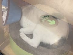-御宝贝·A梦猫科宠物医院(国际猫友好医院)