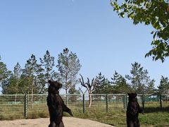 -鄂尔多斯野生动物园