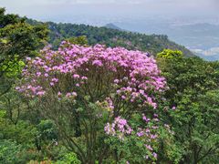 -梧桐山风景名胜区