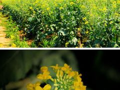 景观位-盈香心动乐园