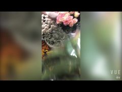 -长宁东道花卉宠物市场