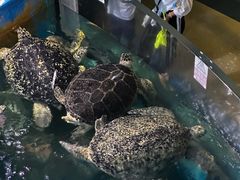 -烟台海昌鲸鲨海洋公园