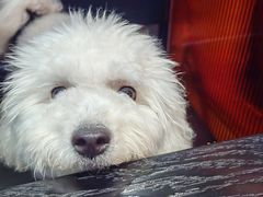 -杨记齐齐哈尔烤肉(总店)