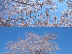 -上海辰山植物园