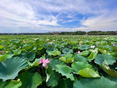 -荷塘月色湿地公园·向阳花洲