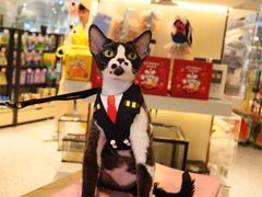 -momokira米努特·德文卷毛猫·棉花面纱犬