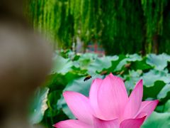 -莲池书院博物馆