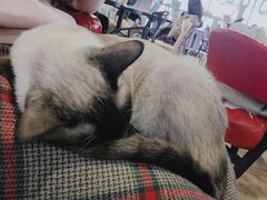 -Cappucimeow猫咪咖啡馆(韦伯时代店)