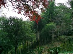 -莫干山风景区