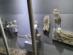 -烟台自然博物馆