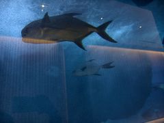 -迪拜水族馆及水下动物园