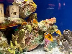 -上海海洋水族馆