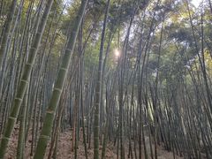 -上海佘山国家森林公园天马山园