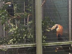 -新加坡飞禽公园
