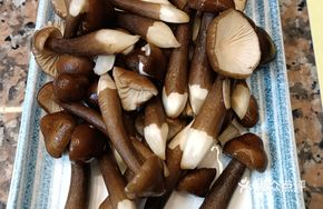 Fresh Ganoderma Lucidum Mushroom