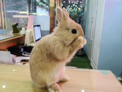 -宠物兔专门店(天丰利市场店)