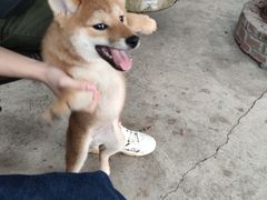 -柴犬高等学院·狗咖·柴犬售卖·宠物训练