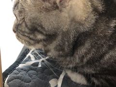 -平行世界·猫咖(首经贸店)